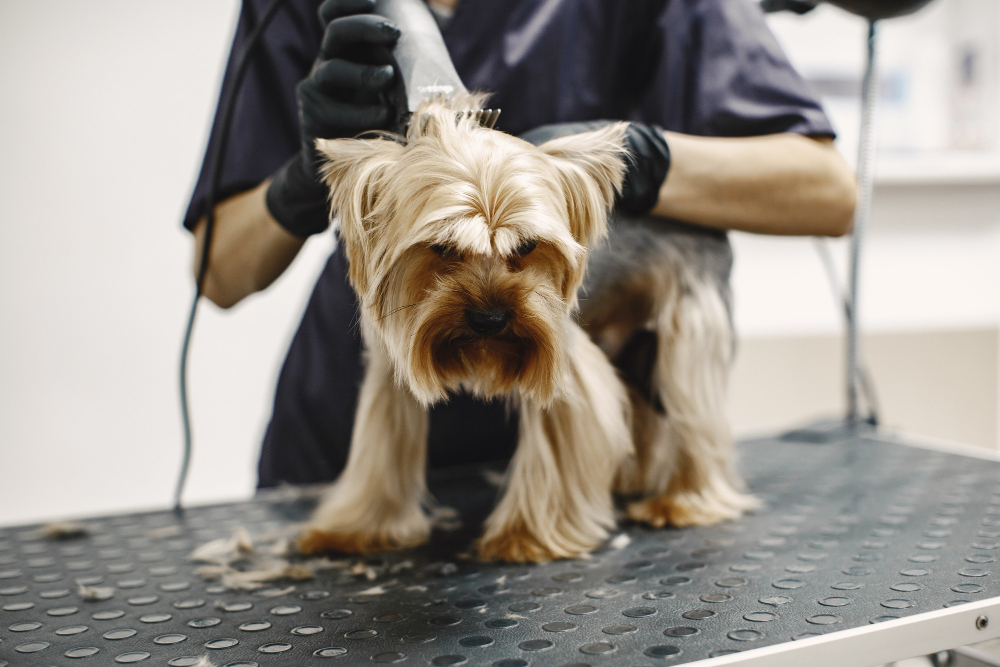 Tosa higiênica em cães: tudo o que você precisa saber